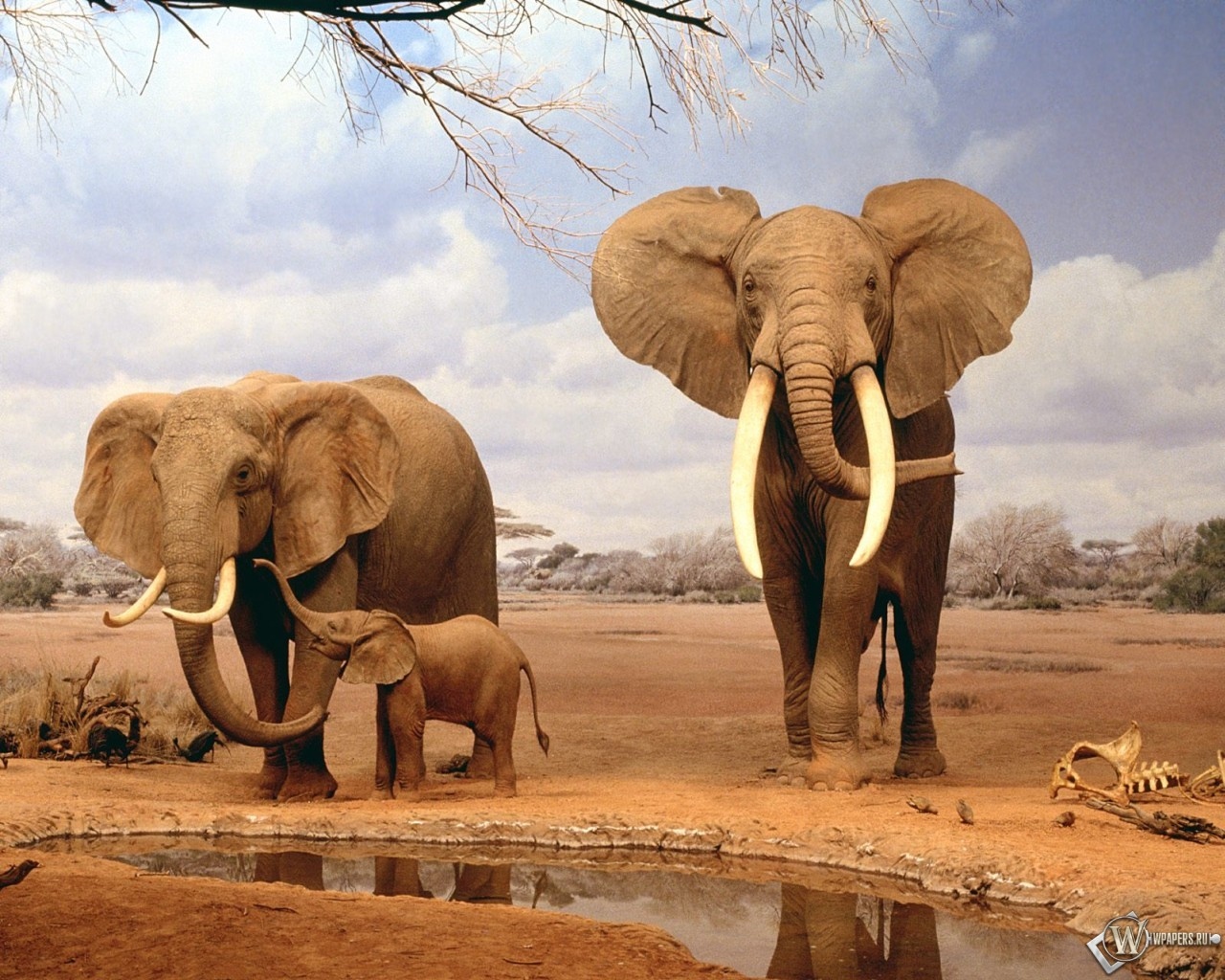 Слоны на водопое 1280x1024