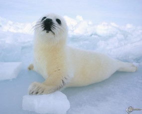 Обои Белый тюлень: Тюлень, Прочие животные