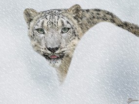 Обои Ирбис (Снежный барс): Ирбис, Снежный барс, Белая кошка, Прочие животные