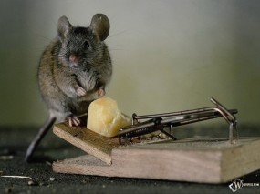 Обои Сыр и мышь: Сыр, Мышь, Мышеловка, Прочие животные