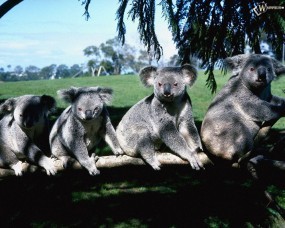 Обои Семейство коал: Коалы, Прочие животные