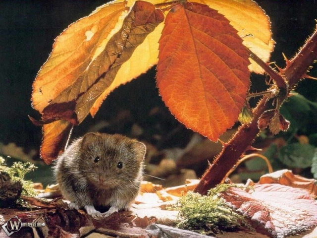 Мышонок под листом