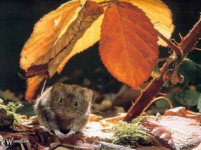Обои Мышонок под листом: Мышь, Прочие животные