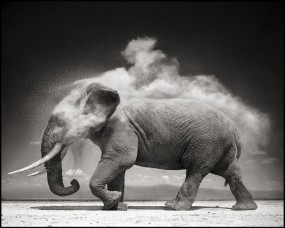 Обои Слон: Пыль, Ч/б, Слон, Прочие животные
