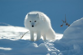 Обои Белый песец: Снег, Белый, Песец, Прочие животные