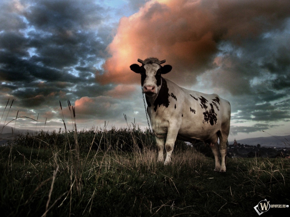 Корова на поле 1152x864