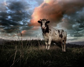 Обои Корова на поле: Облака, Поле, Корова, Прочие животные