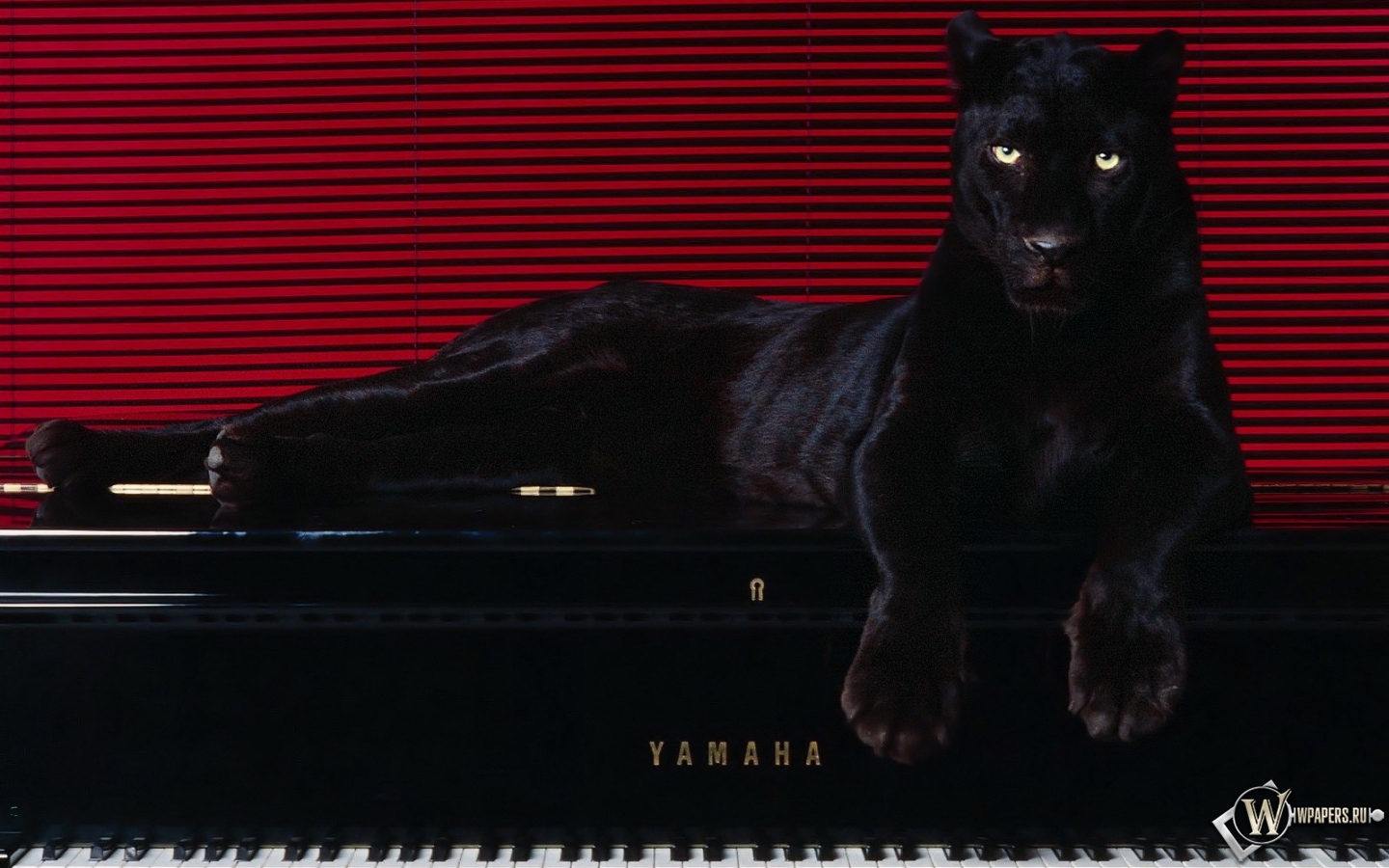 Пантера на рояле 1440x900