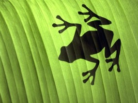 Обои Лягушка: Лист, Тень, Зелёный, Лягушка, Прочие животные
