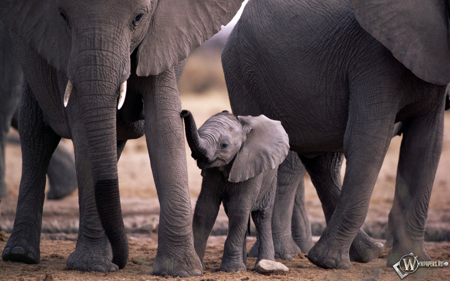 Слоны и слоненок 1440x900