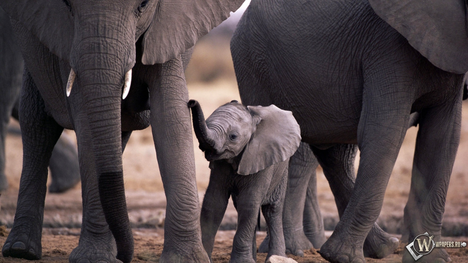 Слоны и слоненок 1600x900