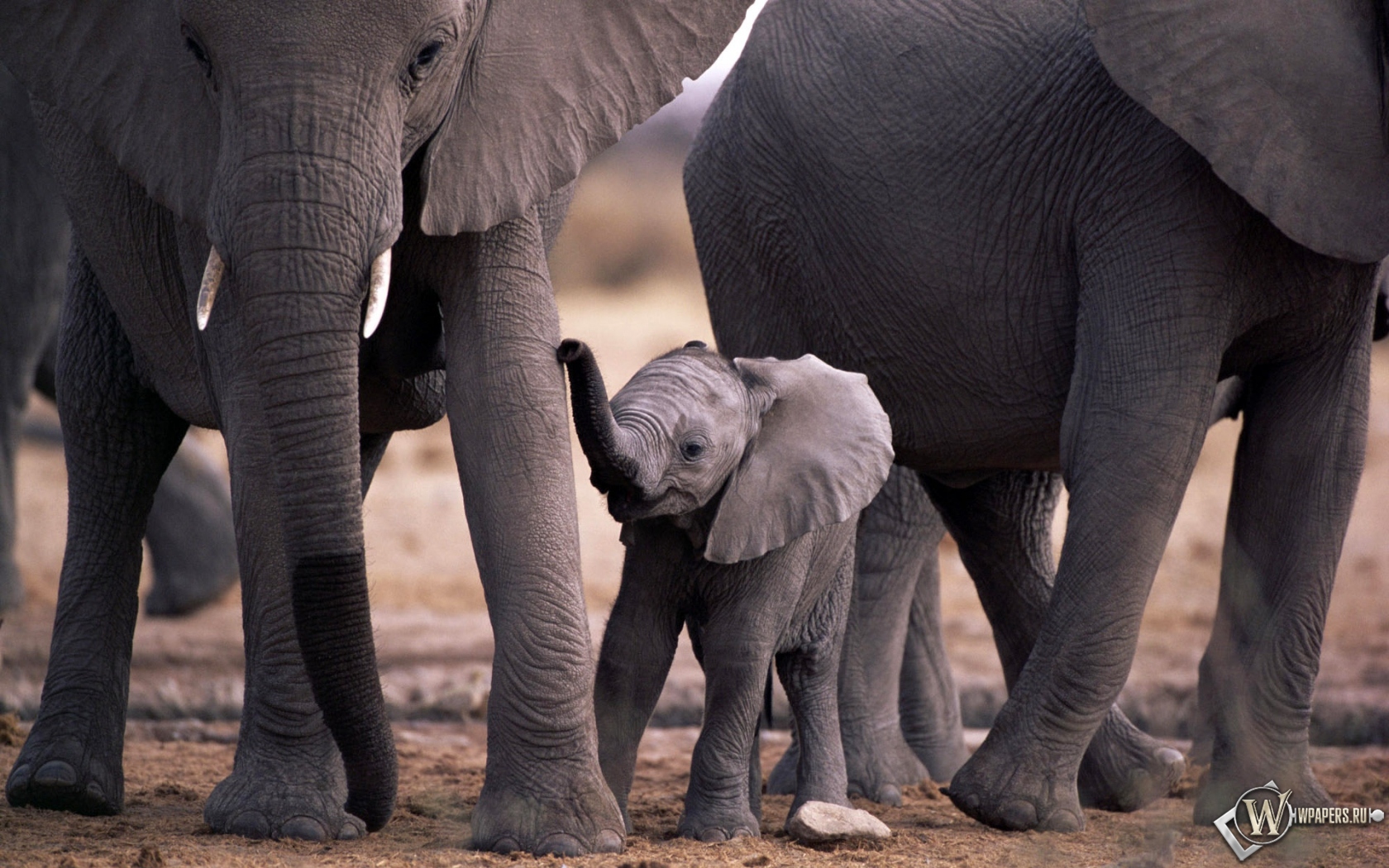 Слоны и слоненок 1680x1050
