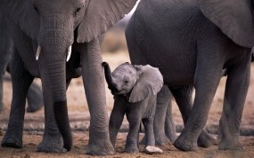 Слоны и слоненок