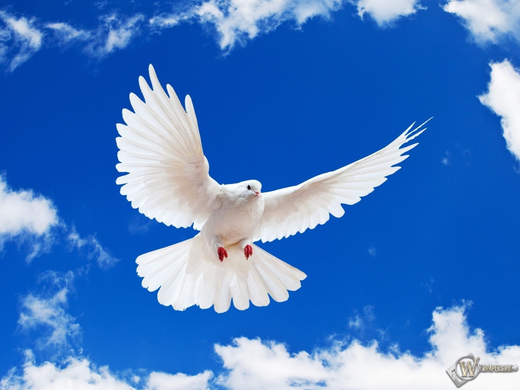 Летящий белый голубь 1024x768