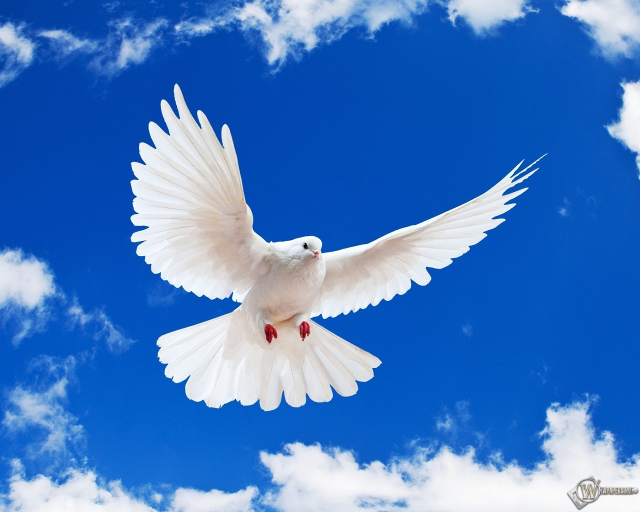 Летящий белый голубь 1280x1024