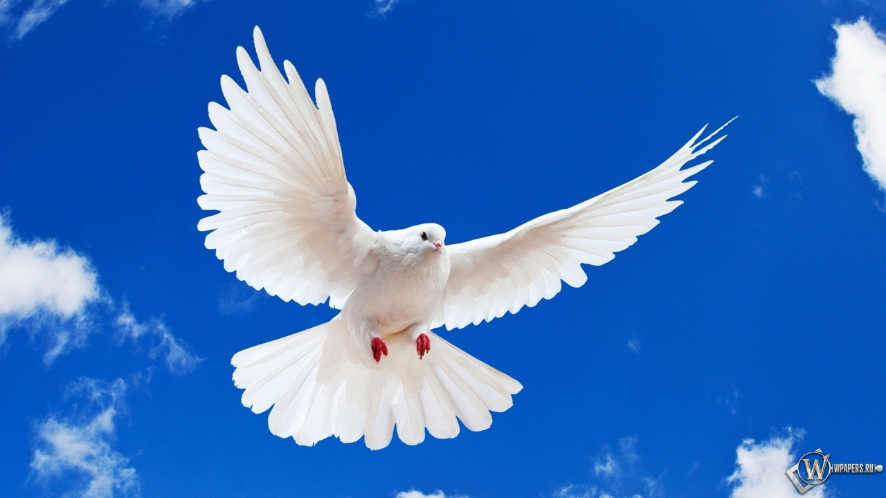 Летящий белый голубь 1280x720