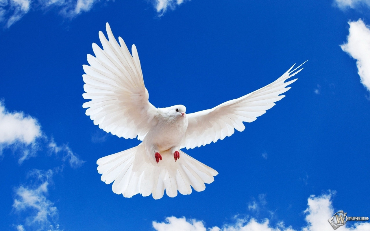 Летящий белый голубь 1280x800