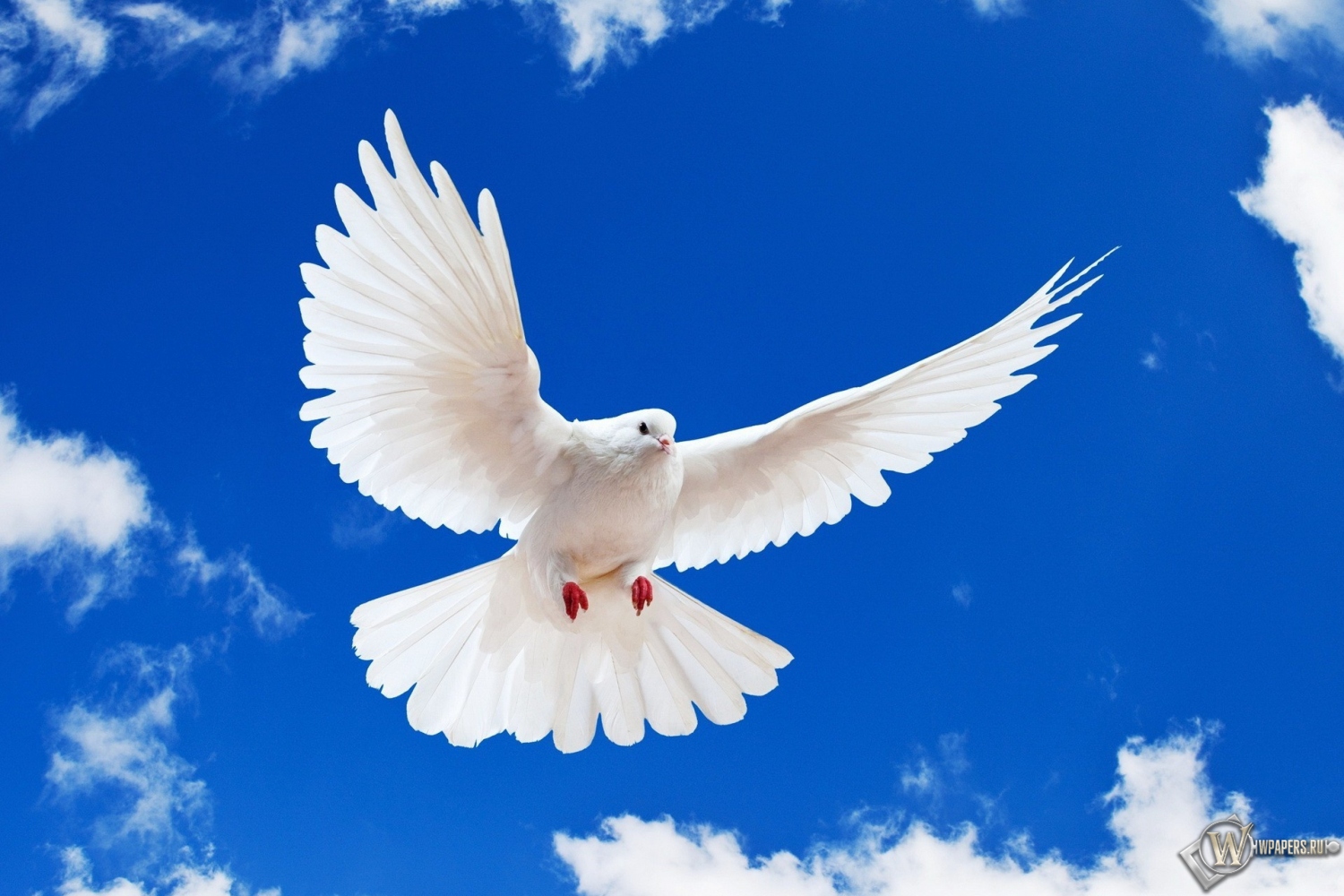 Летящий белый голубь 1500x1000