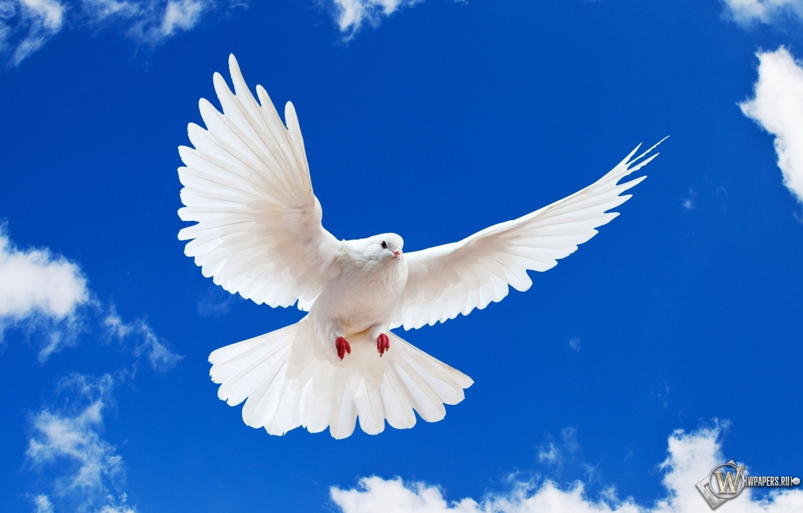 Летящий белый голубь 1600x1024
