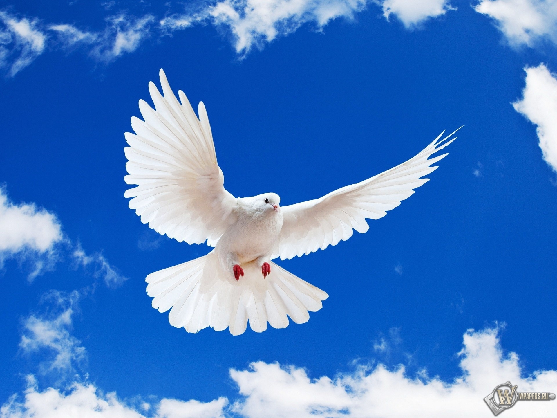 Летящий белый голубь 1920x1440