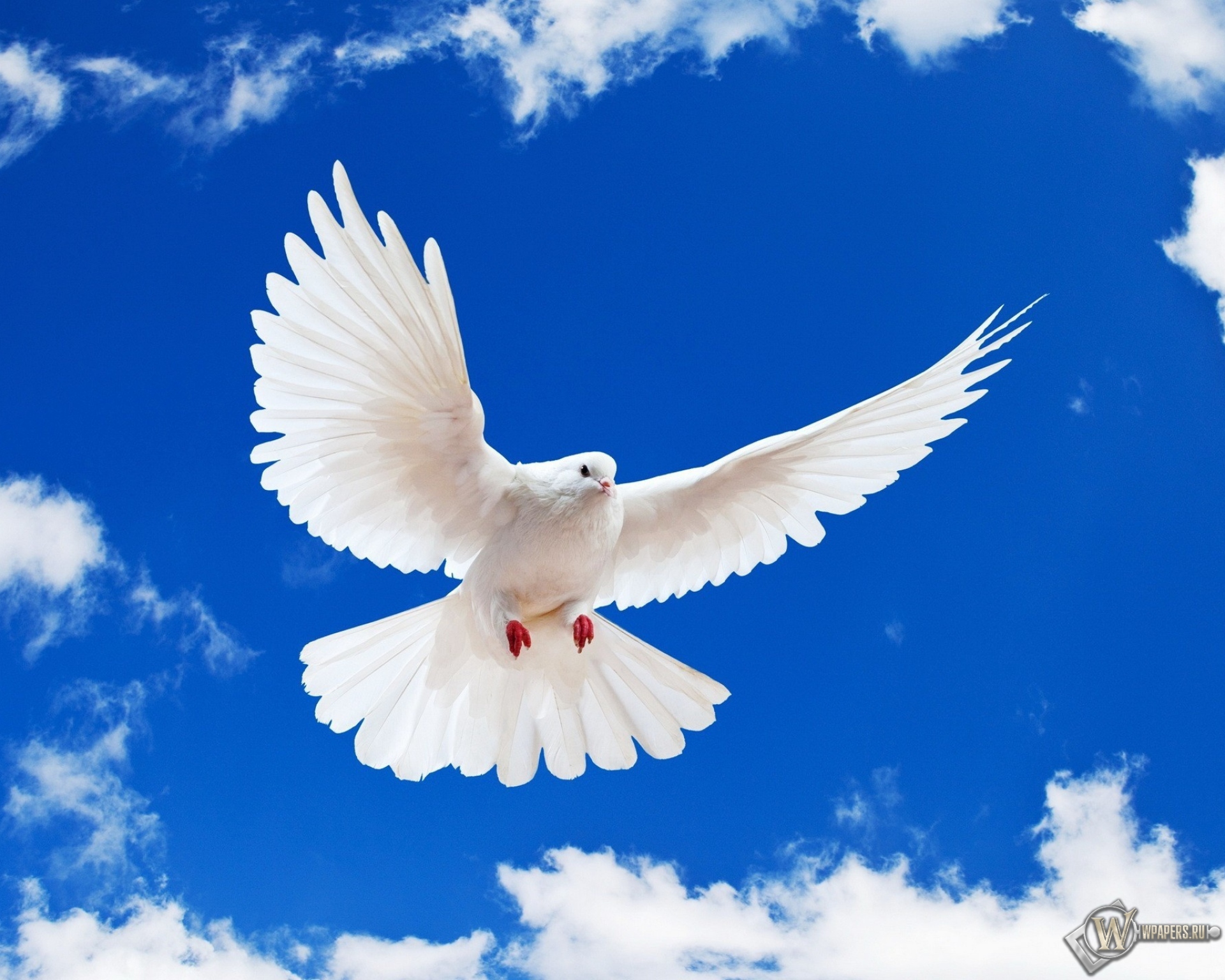 Летящий белый голубь 1920x1536