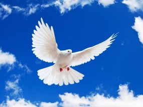 Обои Летящий белый голубь: Птица, Белый, Голубь, Птицы
