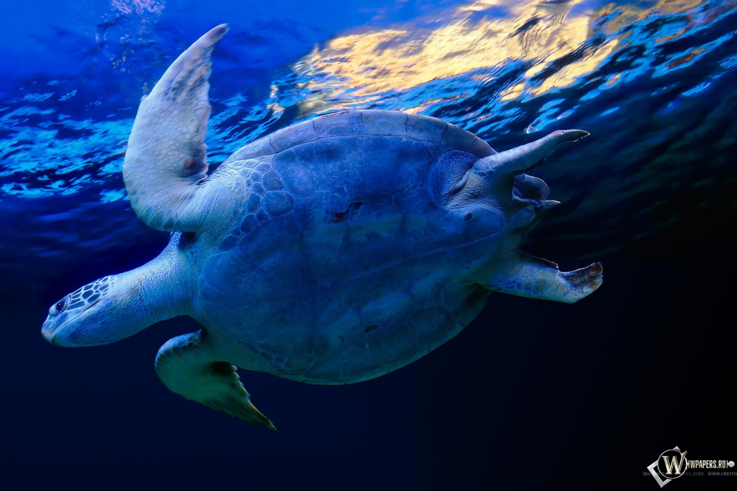 Черепаха в воде 1500x1000
