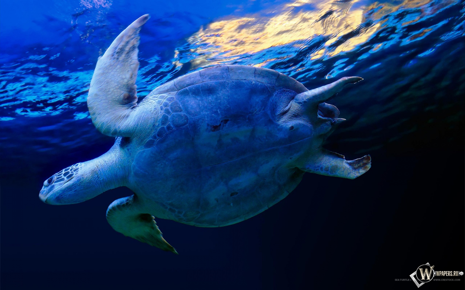 Черепаха в воде 1536x960