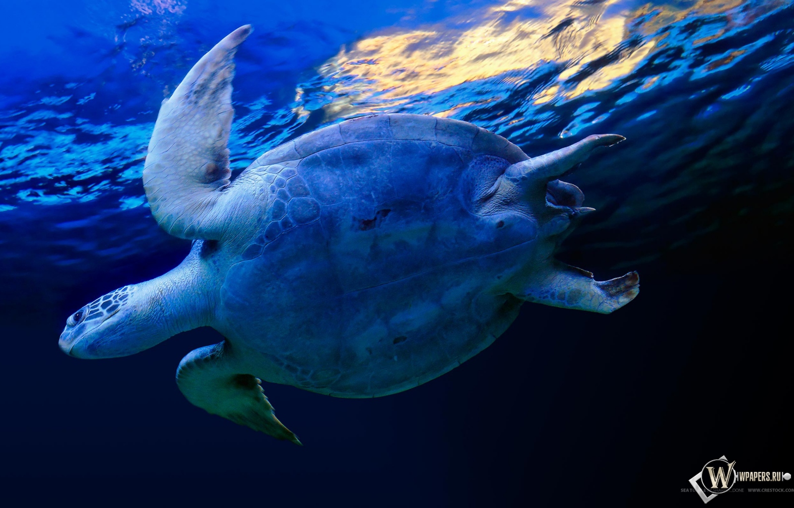 Черепаха в воде 1600x1024
