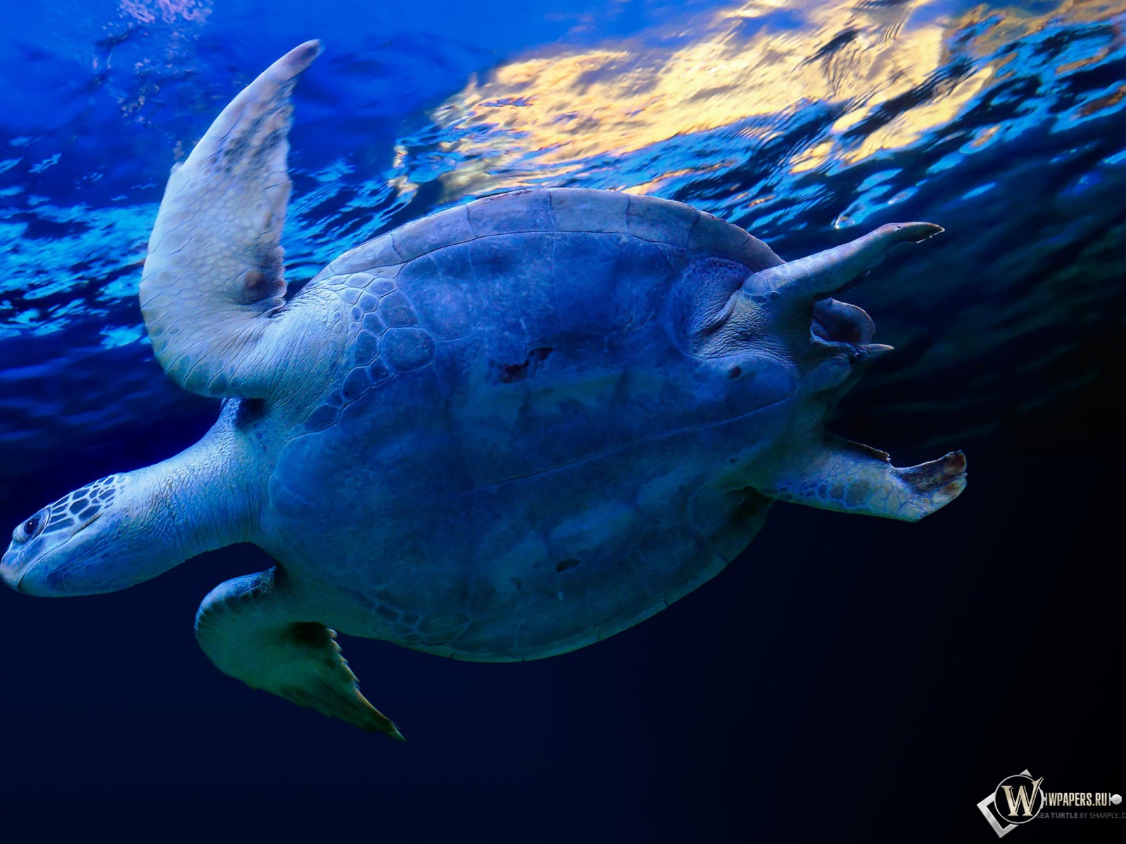 Черепаха в воде 1600x1200
