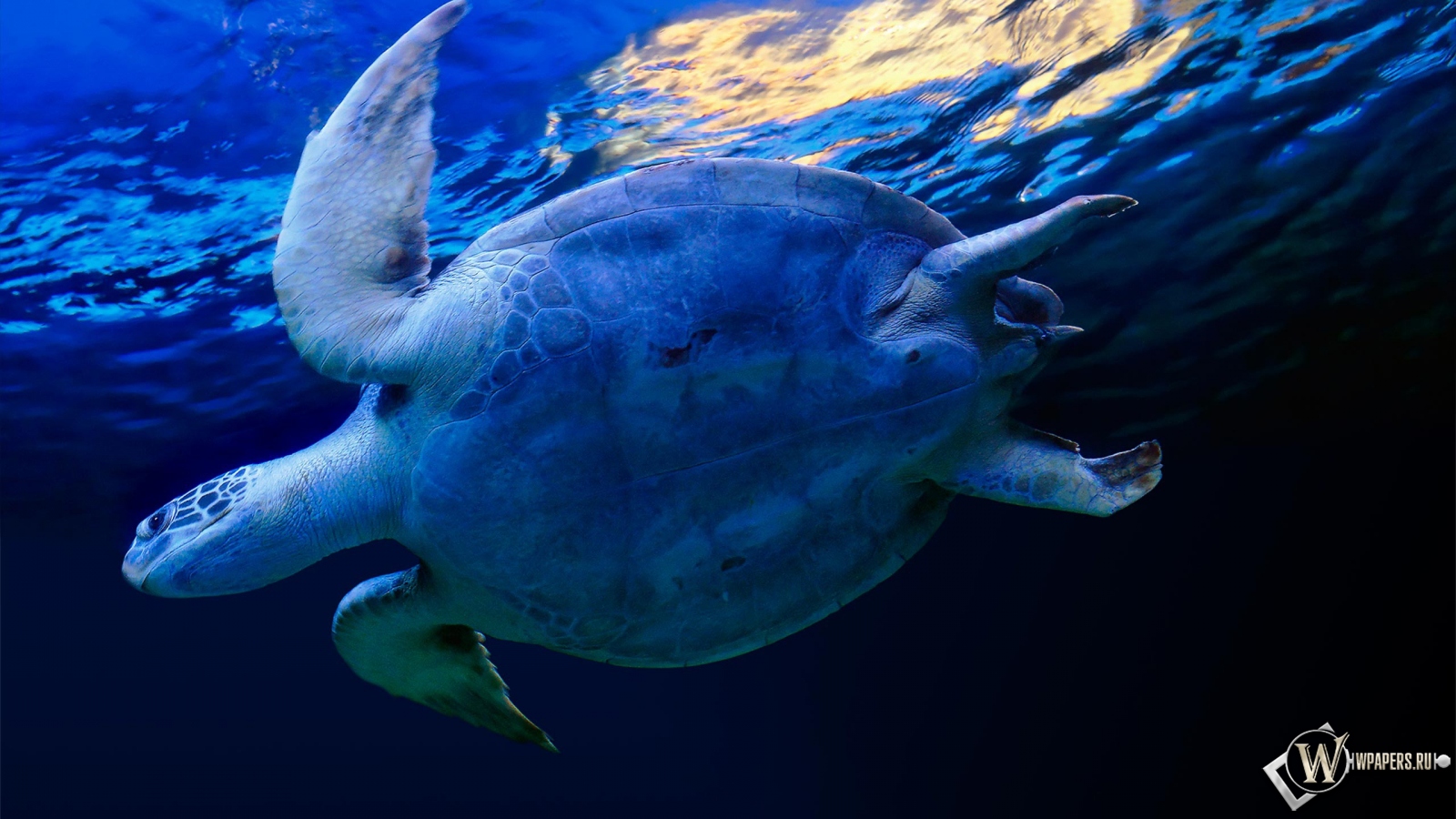 Черепаха в воде 1600x900