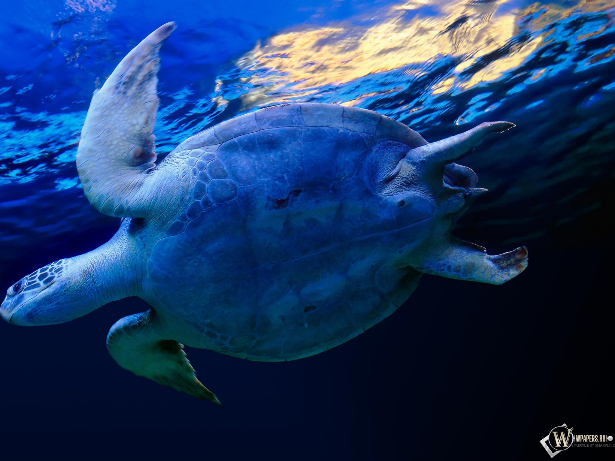 Черепаха в воде 2048x1536