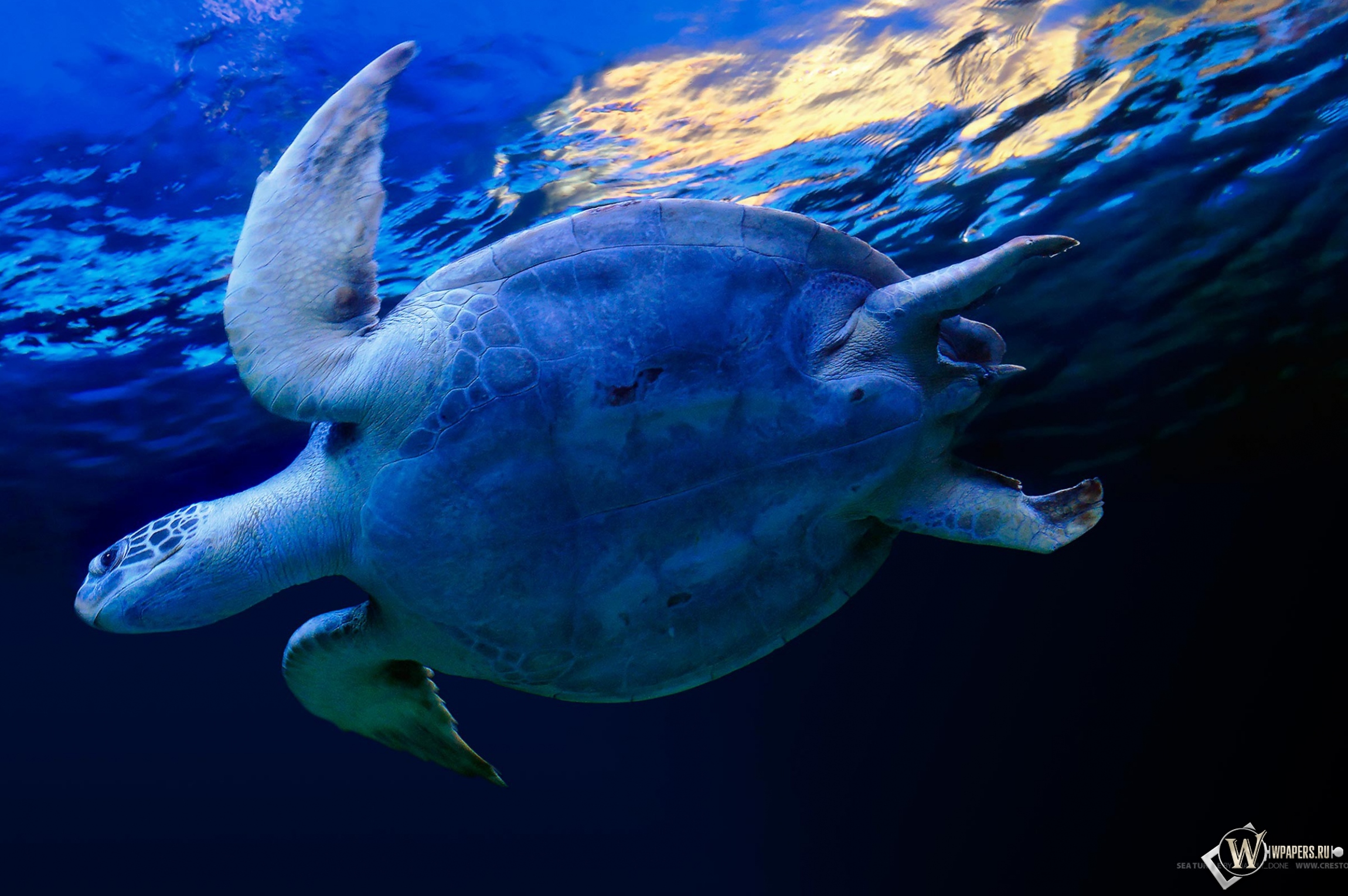 Черепаха в воде 2300x1530