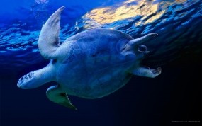 Черепаха в воде