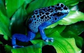 Обои Синяя лягушка: Лист, Лягушка, Прочие животные
