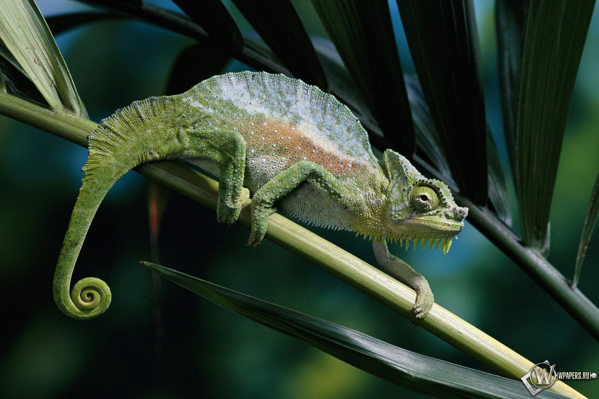 Представители хамелеонов. Агама ящерица Летучий дракон. Бразильский карликовый геккон. Четырехрогий хамелеон. Гребешковый хамелеон.