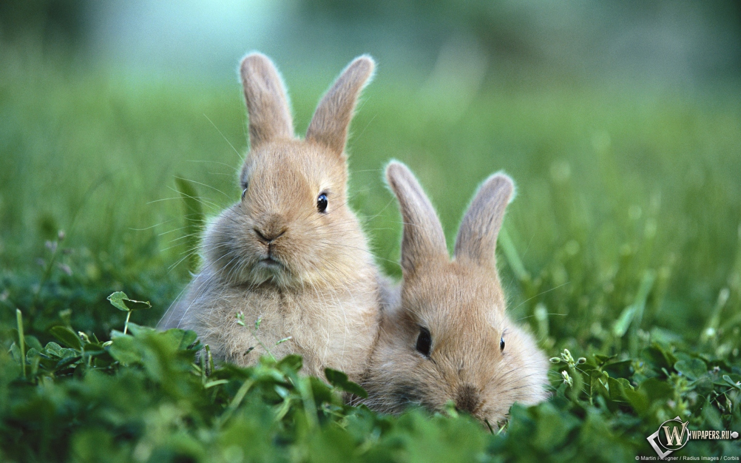 Кролики 1440x900