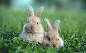 Обои Кролики: Животные, Кролики, Пушистики, Зайцы