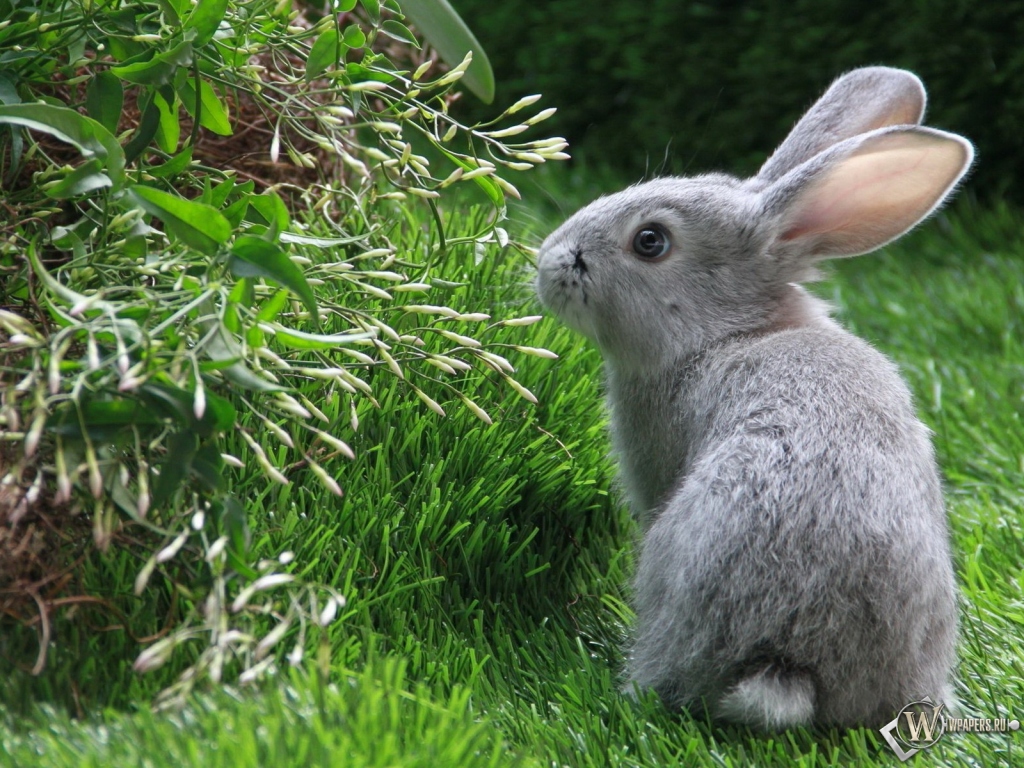 Серый кролик 1024x768