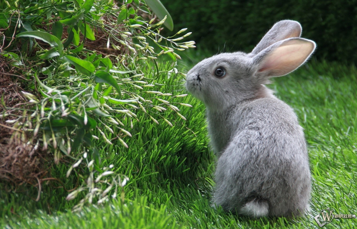 Серый кролик 1200x768