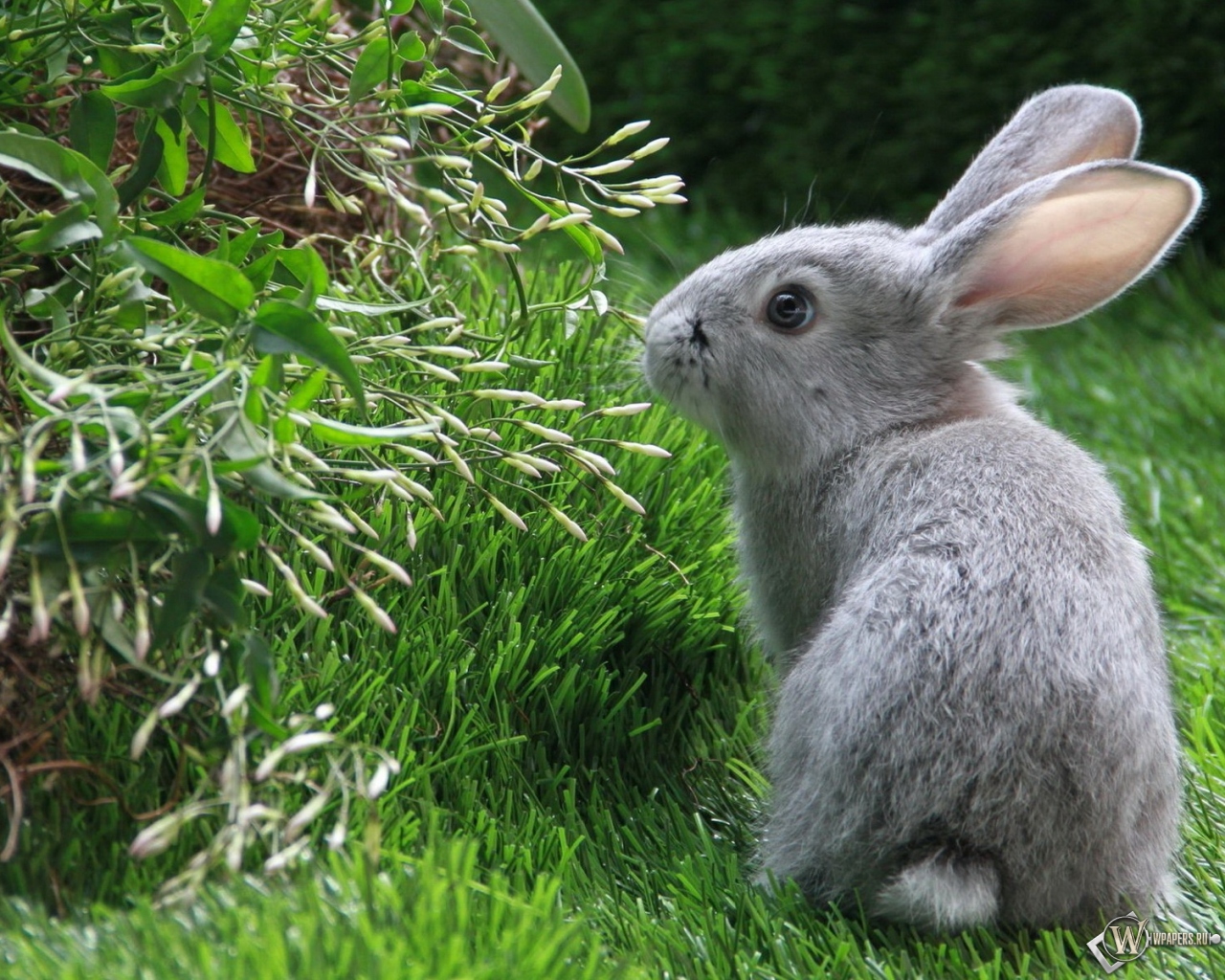 Серый кролик 1280x1024
