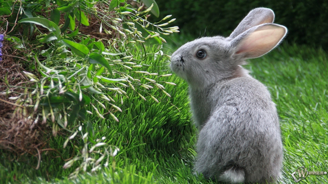 Серый кролик 1280x720
