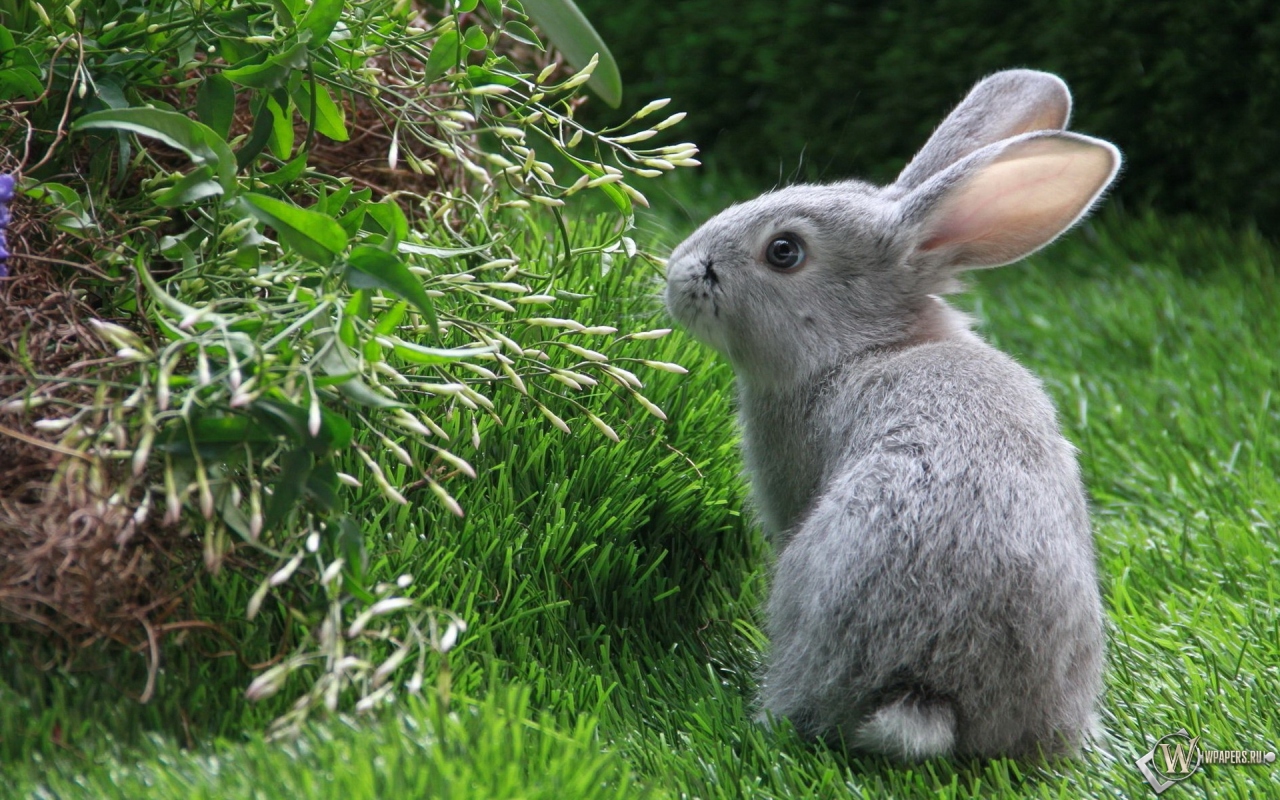 Серый кролик 1280x800