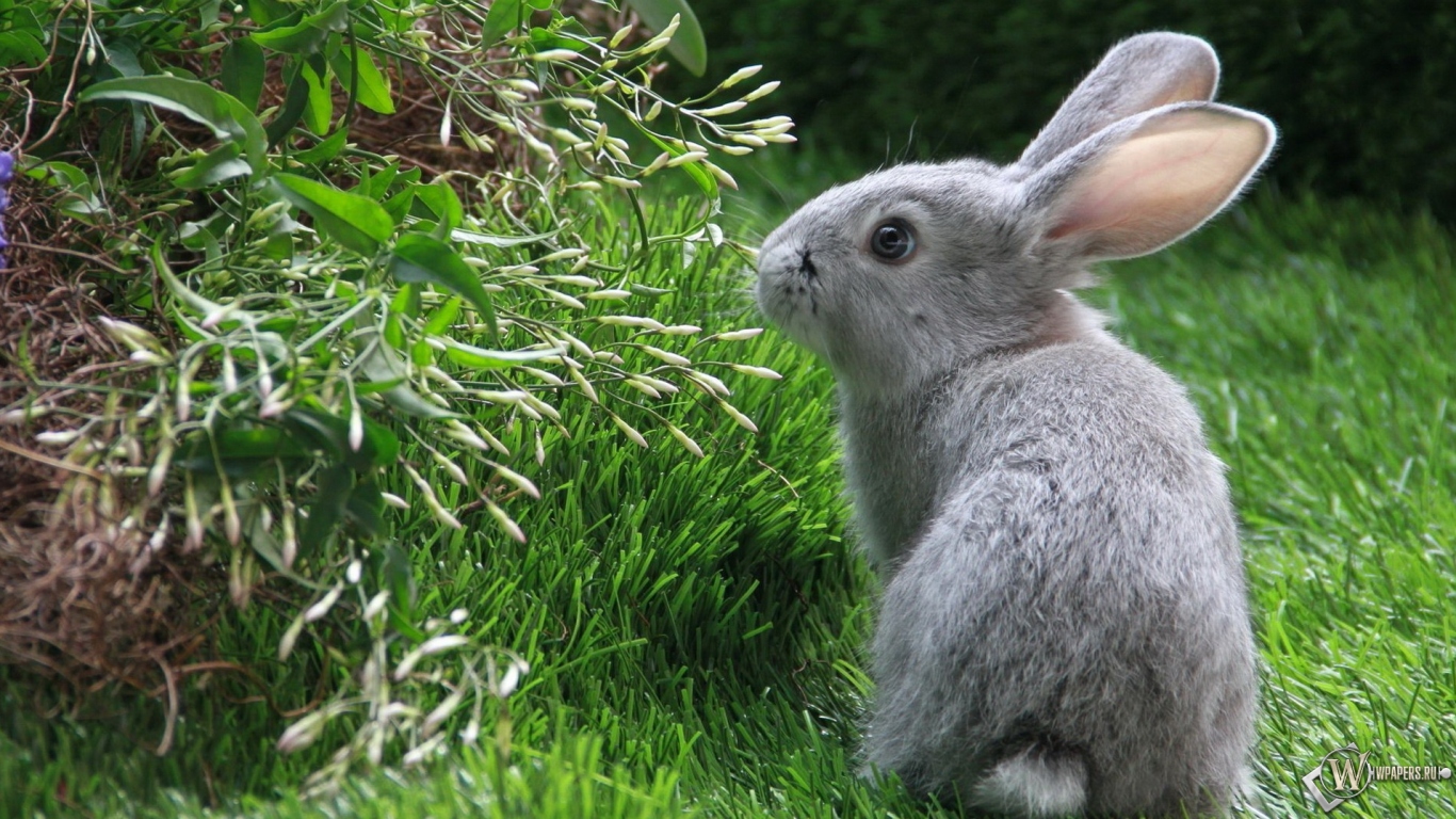 Серый кролик 1366x768