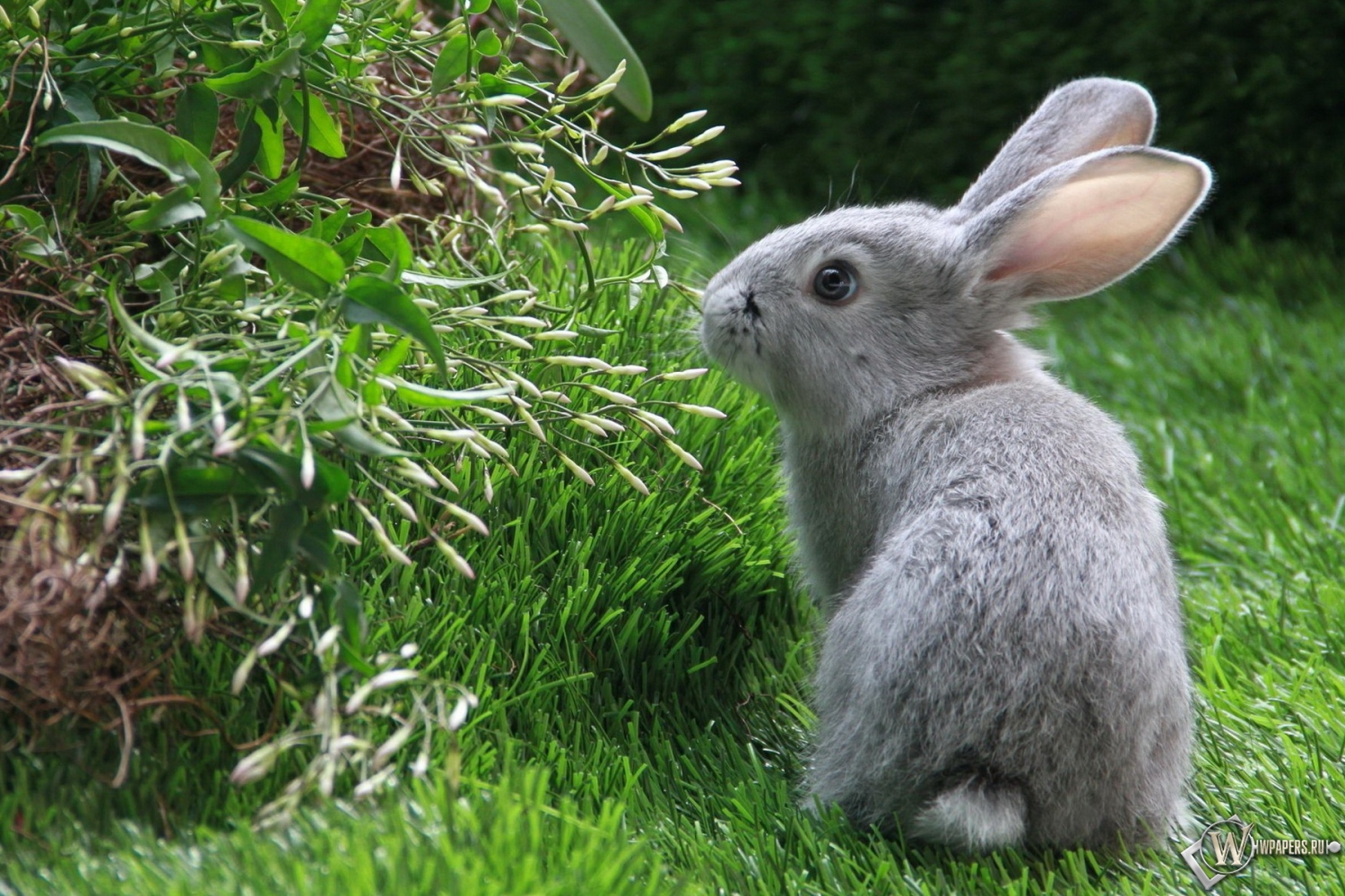 Серый кролик 1500x1000