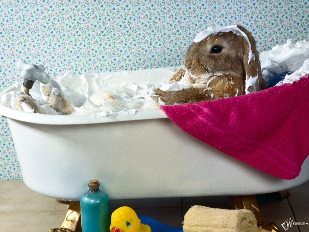 Кролик принимает ванну 1024x768