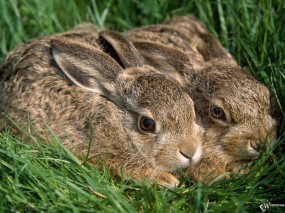 Обои Два кролика: Кролики, Животные