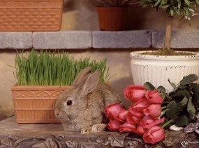 Обои Зайчик с цветами: Цветы, Розы, Кролик, Зайцы
