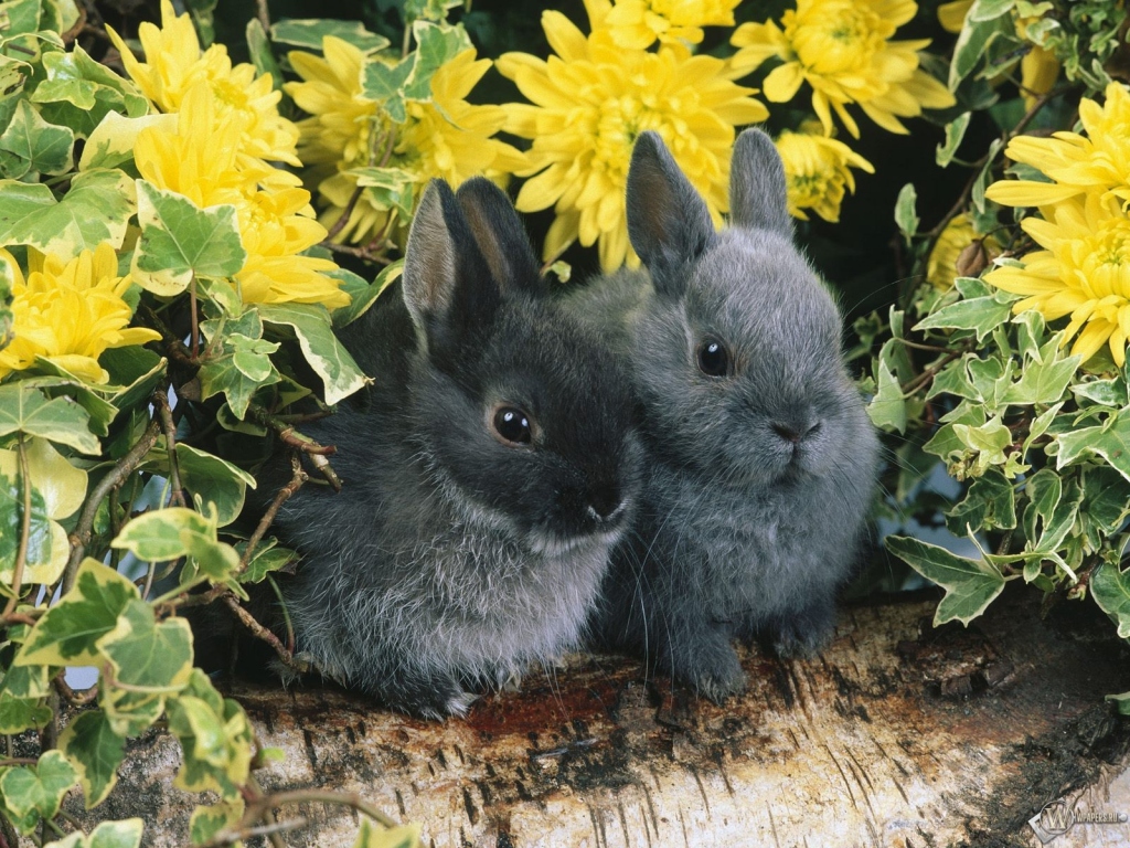 Два черных кролика 1024x768