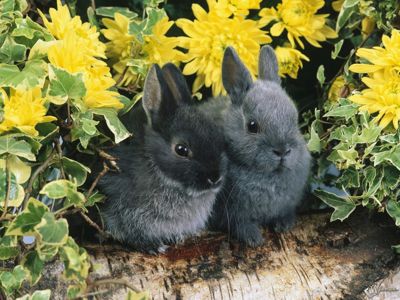 Два черных кролика 1280x960